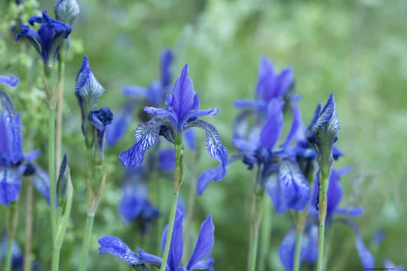 25 Late‑Summer Perennials to Divide for Free Garden Expansion