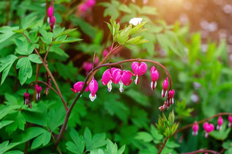 25 Late‑Summer Perennials to Divide for Free Garden Expansion