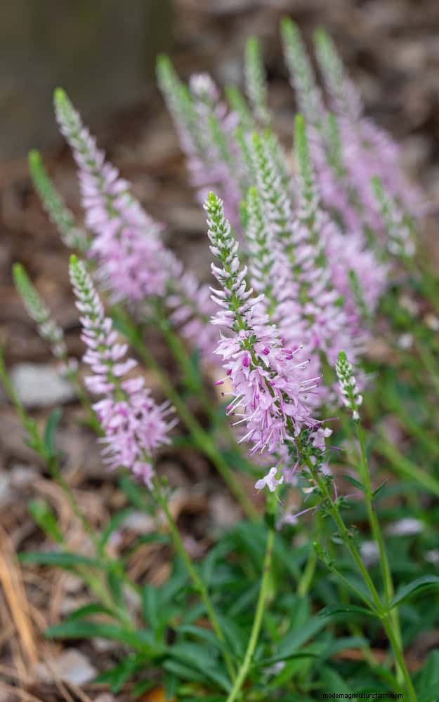 25 Late‑Summer Perennials to Divide for Free Garden Expansion
