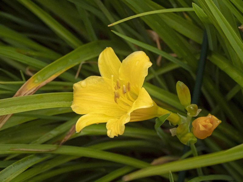 25 Late‑Summer Perennials to Divide for Free Garden Expansion