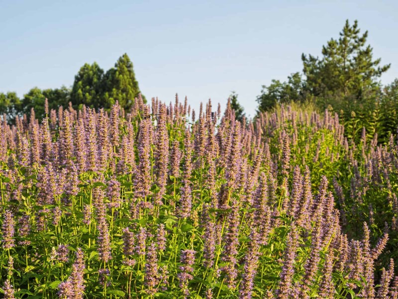25 Late‑Summer Perennials to Divide for Free Garden Expansion
