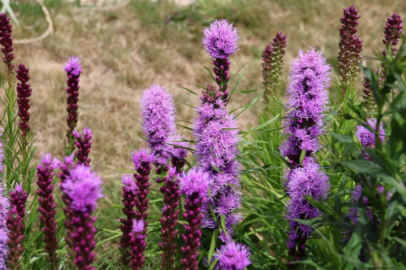 25 Late‑Summer Perennials to Divide for Free Garden Expansion