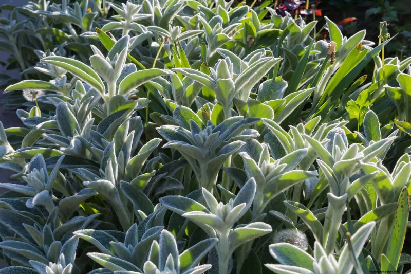 25 Late‑Summer Perennials to Divide for Free Garden Expansion