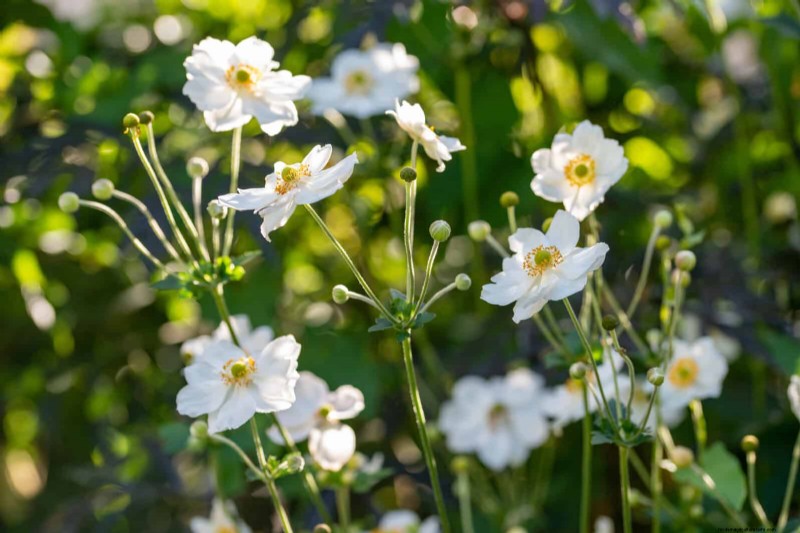 25 Late‑Summer Perennials to Divide for Free Garden Expansion