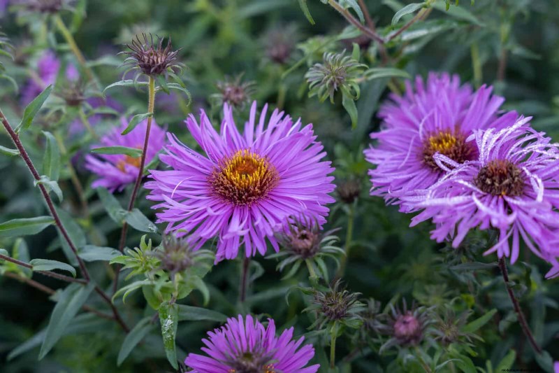 25 Late‑Summer Perennials to Divide for Free Garden Expansion