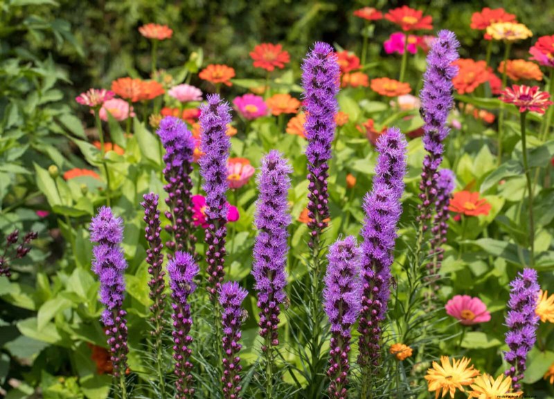 25 Late‑Summer Perennials to Divide for Free Garden Expansion