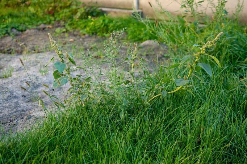 Managing Weeds at Property Lines: A Practical Guide to Legal, Environmental, and Neighborly Considerations