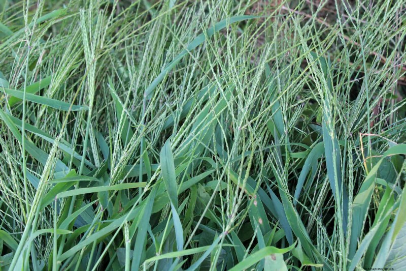 Managing Weeds at Property Lines: A Practical Guide to Legal, Environmental, and Neighborly Considerations
