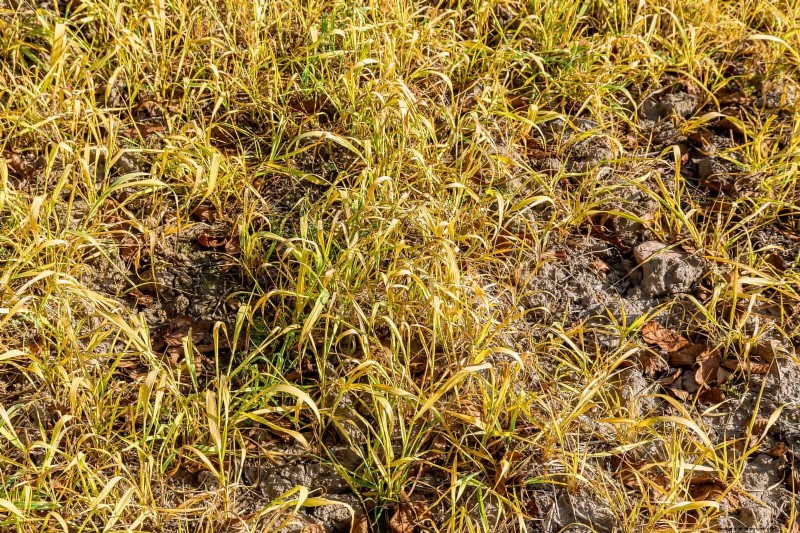 Managing Weeds at Property Lines: A Practical Guide to Legal, Environmental, and Neighborly Considerations
