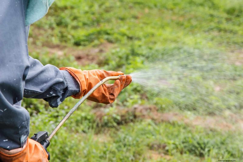 Managing Weeds at Property Lines: A Practical Guide to Legal, Environmental, and Neighborly Considerations