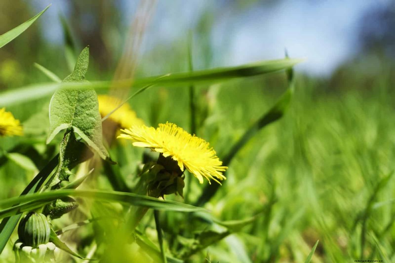 Managing Weeds at Property Lines: A Practical Guide to Legal, Environmental, and Neighborly Considerations