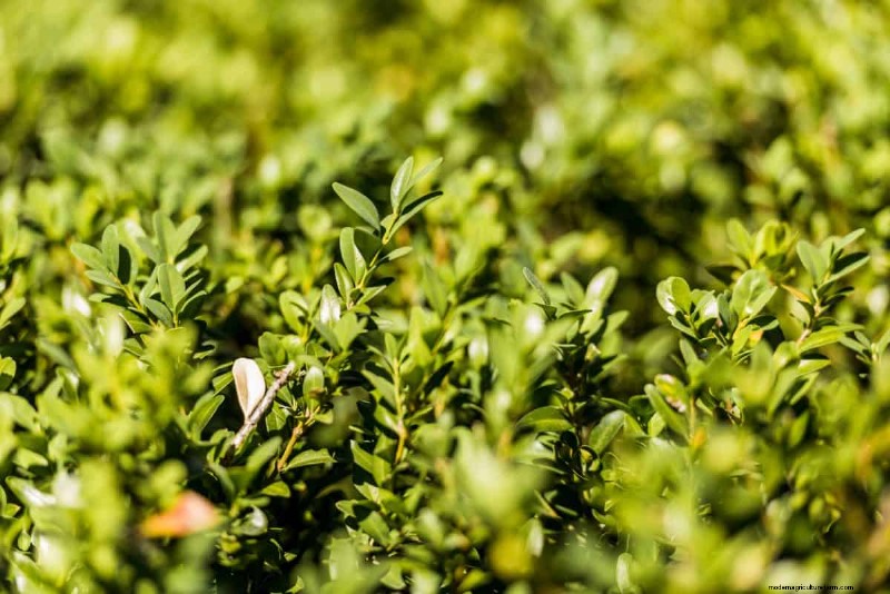 Managing Weeds at Property Lines: A Practical Guide to Legal, Environmental, and Neighborly Considerations