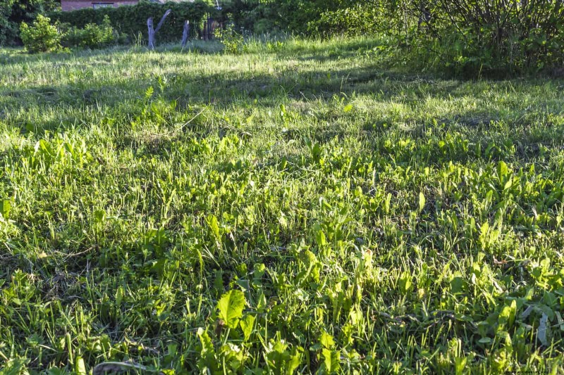 Managing Weeds at Property Lines: A Practical Guide to Legal, Environmental, and Neighborly Considerations