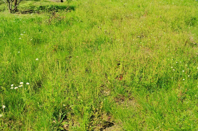 Managing Weeds at Property Lines: A Practical Guide to Legal, Environmental, and Neighborly Considerations