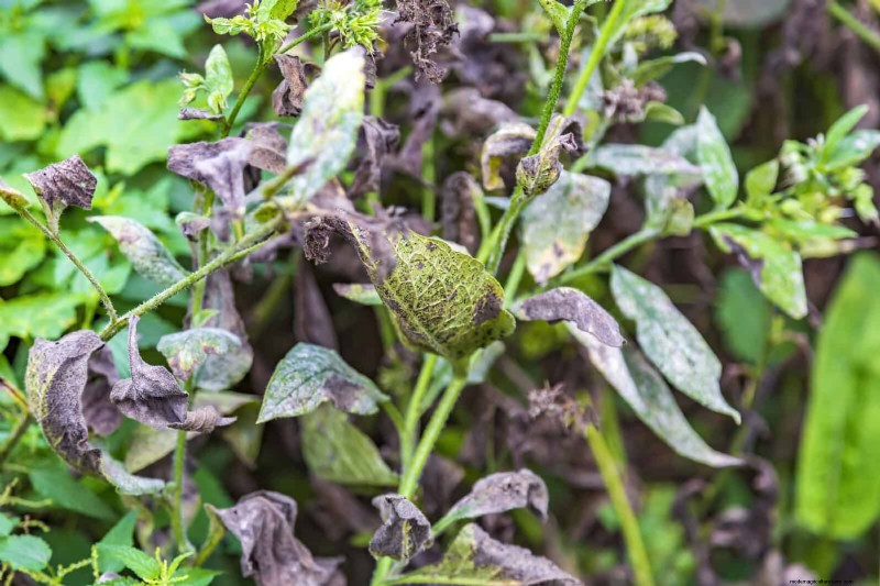 Managing Weeds at Property Lines: A Practical Guide to Legal, Environmental, and Neighborly Considerations