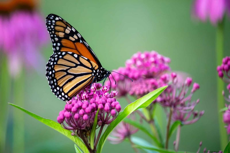 Managing Weeds at Property Lines: A Practical Guide to Legal, Environmental, and Neighborly Considerations