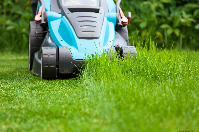 Managing Weeds at Property Lines: A Practical Guide to Legal, Environmental, and Neighborly Considerations