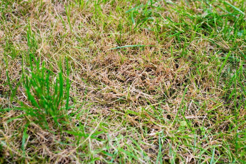 Managing Weeds at Property Lines: A Practical Guide to Legal, Environmental, and Neighborly Considerations