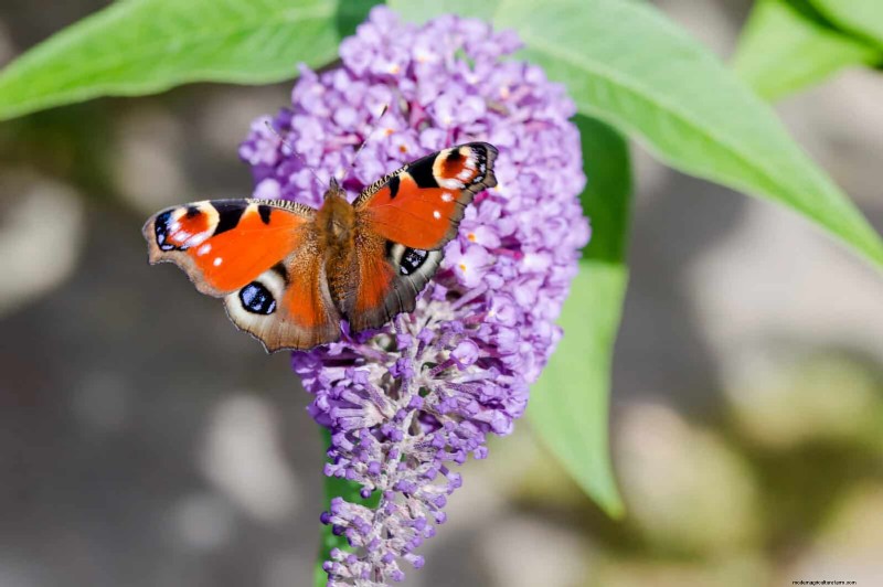 15 Late‑Summer Plants to Attract Bees, Butterflies, and Hummingbirds