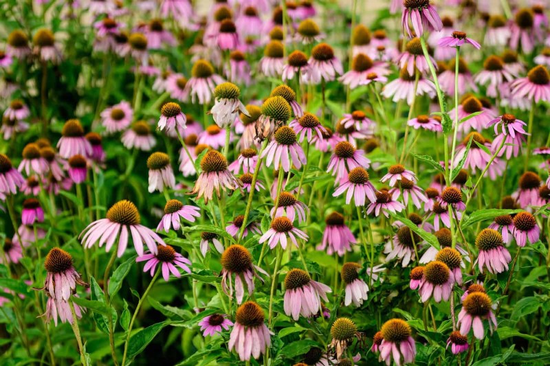 15 Late‑Summer Plants to Attract Bees, Butterflies, and Hummingbirds