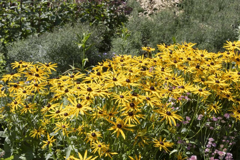 15 Late‑Summer Plants to Attract Bees, Butterflies, and Hummingbirds
