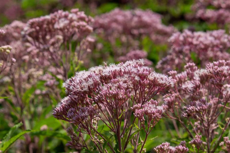 15 Late‑Summer Plants to Attract Bees, Butterflies, and Hummingbirds