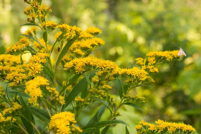 15 Late‑Summer Plants to Attract Bees, Butterflies, and Hummingbirds