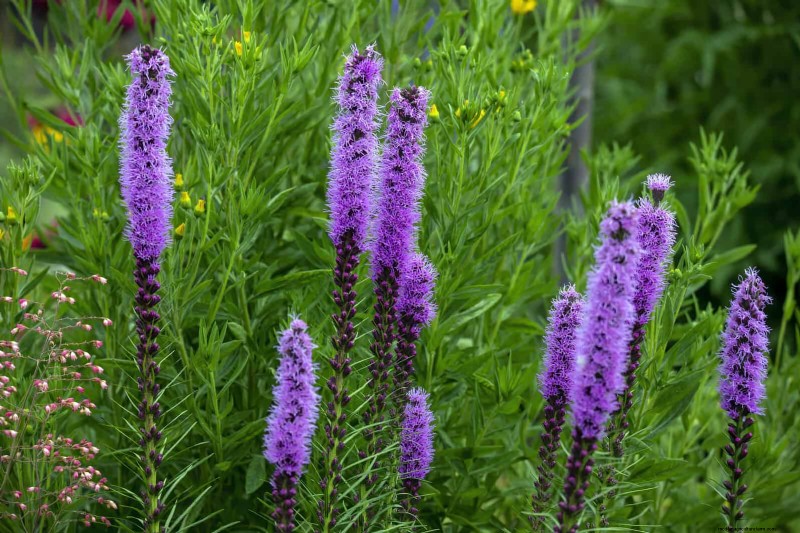 15 Late‑Summer Plants to Attract Bees, Butterflies, and Hummingbirds