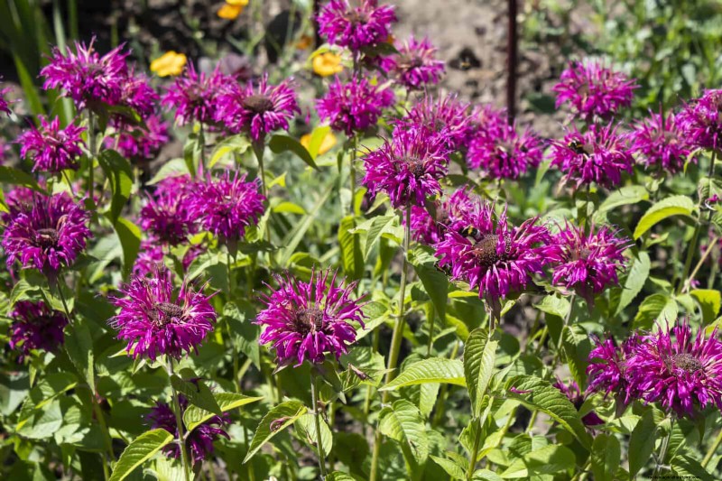 15 Late‑Summer Plants to Attract Bees, Butterflies, and Hummingbirds