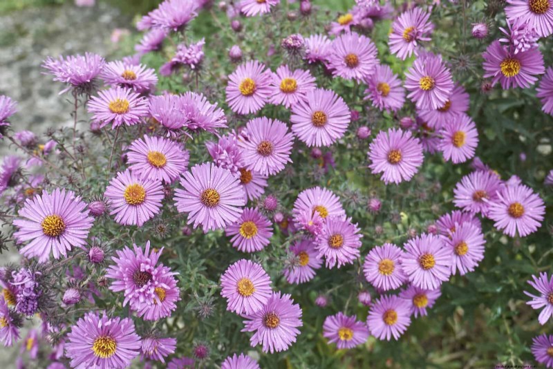 15 Late‑Summer Plants to Attract Bees, Butterflies, and Hummingbirds