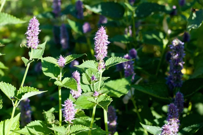 15 Late‑Summer Plants to Attract Bees, Butterflies, and Hummingbirds