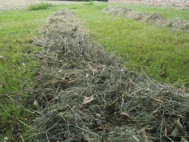 Speed Up Grass Clipping Decomposition: Expert Tips for a Resilient, Healthy Lawn