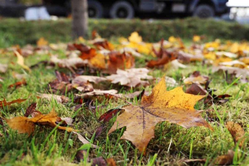 Speed Up Grass Clipping Decomposition: Expert Tips for a Resilient, Healthy Lawn