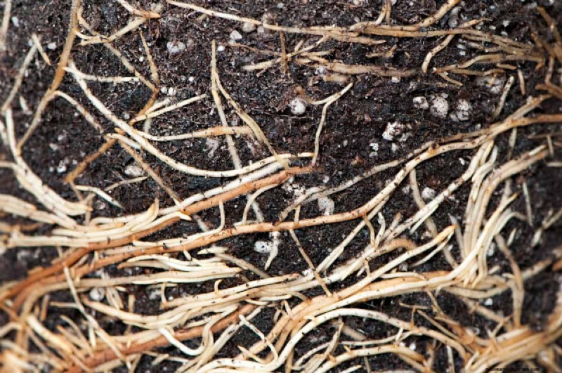 Protect Your Garden Roots from Summer Heat: Expert Tips for Thriving Plants