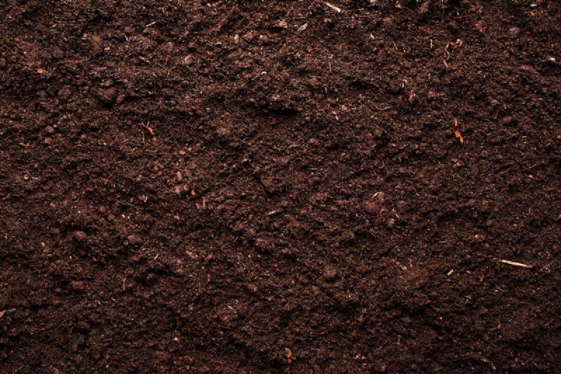 Protect Your Garden Roots from Summer Heat: Expert Tips for Thriving Plants