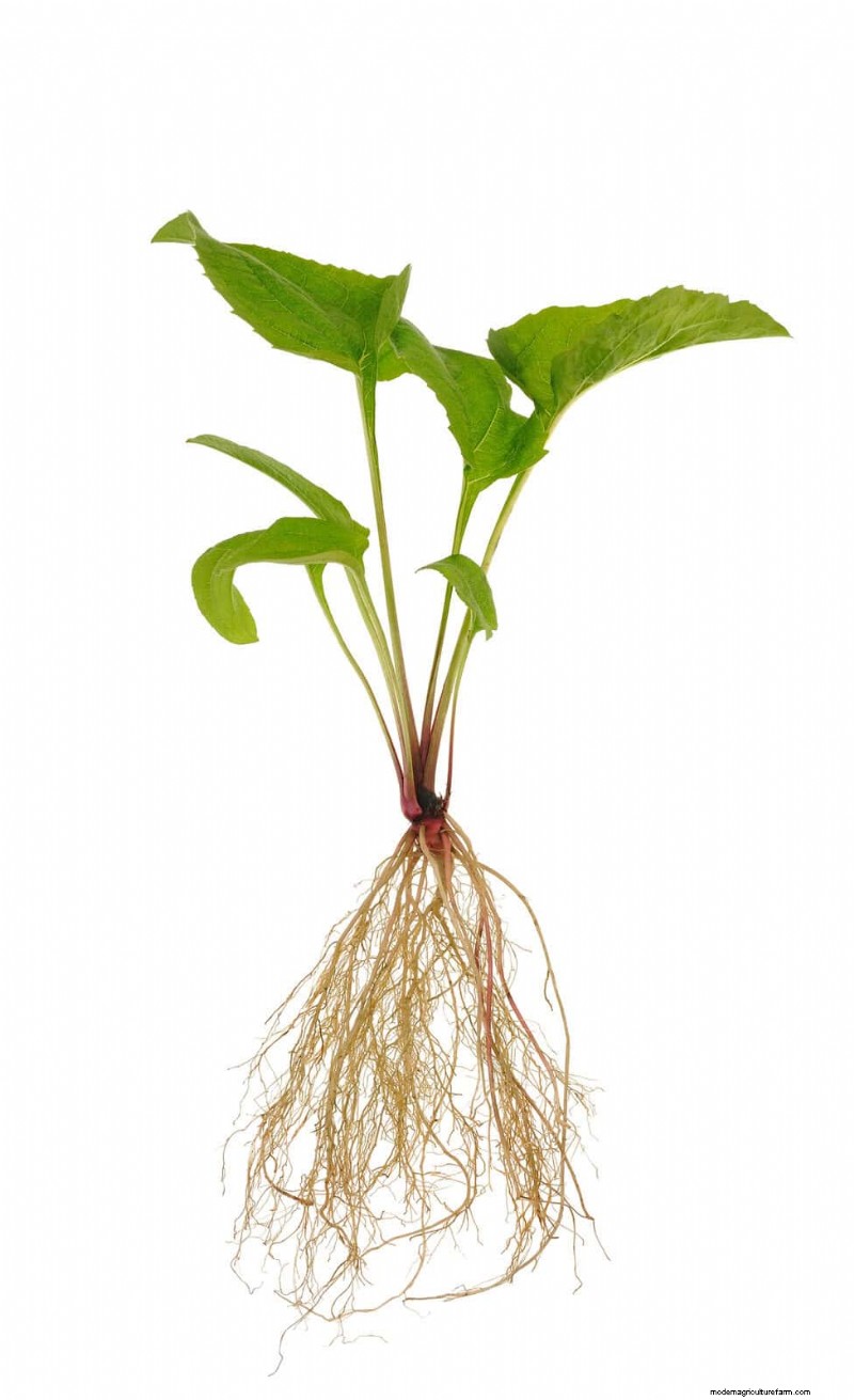 Protect Your Garden Roots from Summer Heat: Expert Tips for Thriving Plants