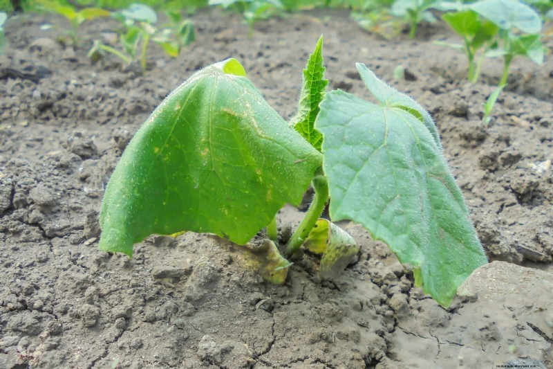 Protect Your Garden Roots from Summer Heat: Expert Tips for Thriving Plants