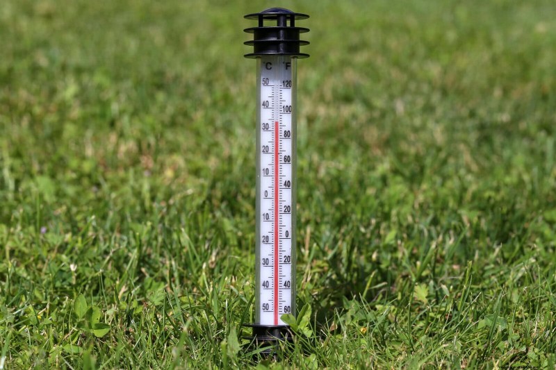 Protect Your Garden Roots from Summer Heat: Expert Tips for Thriving Plants