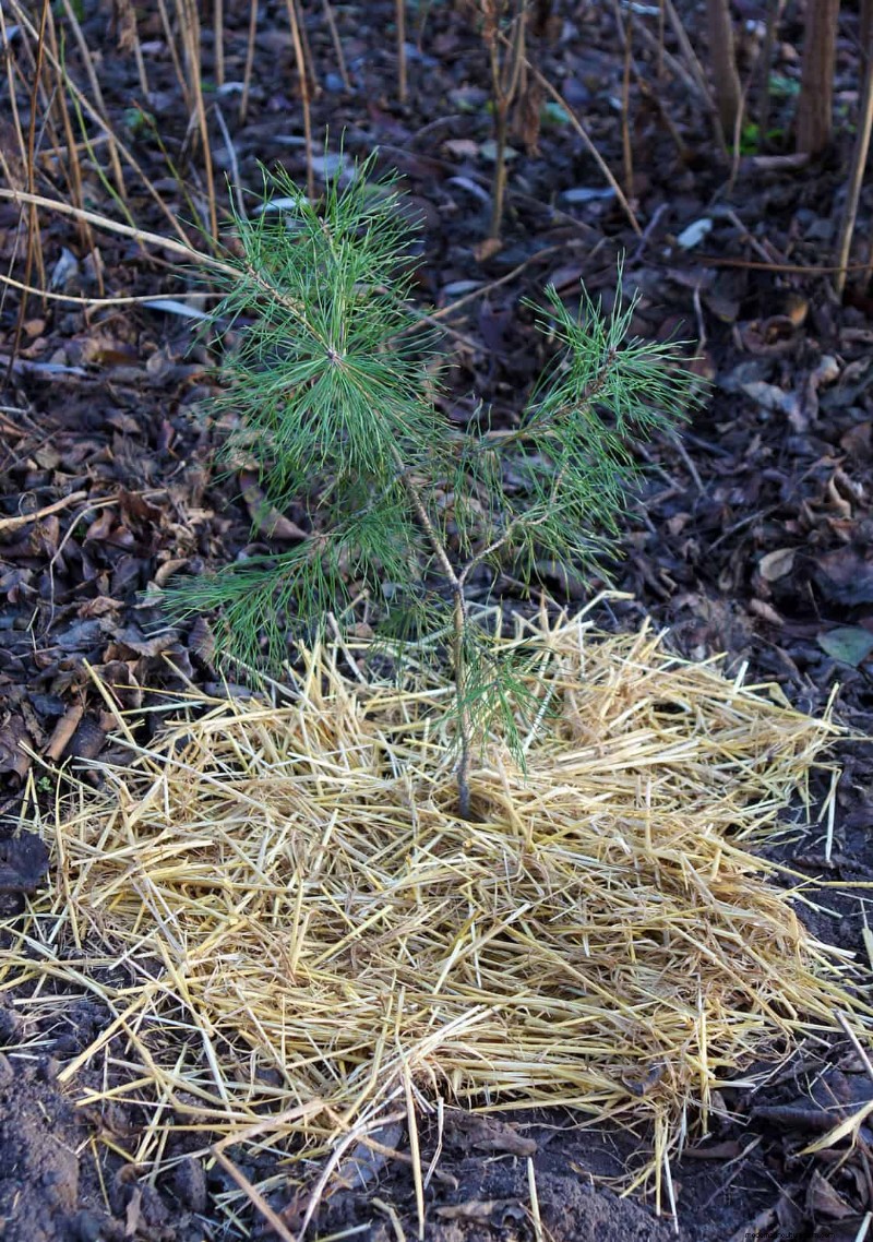 Protect Your Garden Roots from Summer Heat: Expert Tips for Thriving Plants