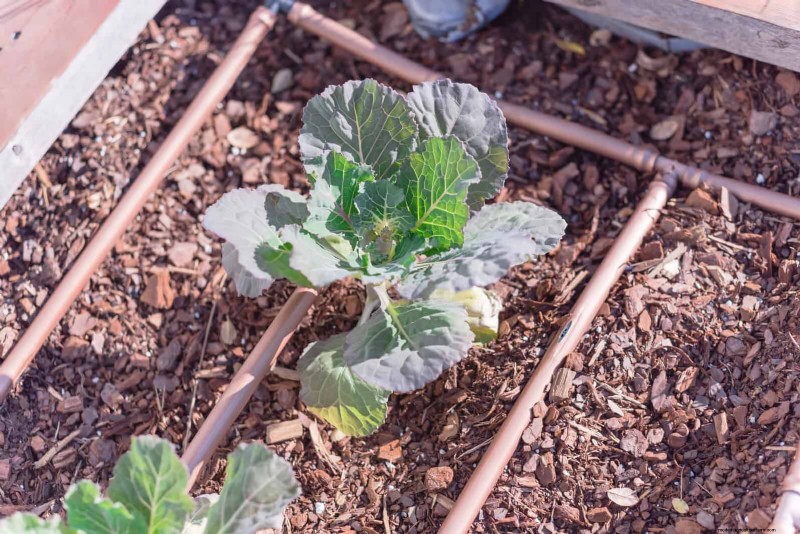 Protect Your Garden Roots from Summer Heat: Expert Tips for Thriving Plants