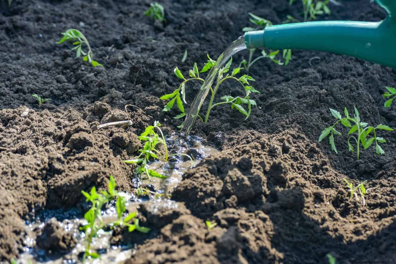 Protect Your Garden Roots from Summer Heat: Expert Tips for Thriving Plants