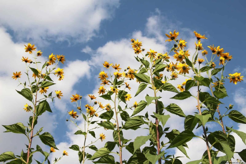 Protect Your Garden Roots from Summer Heat: Expert Tips for Thriving Plants
