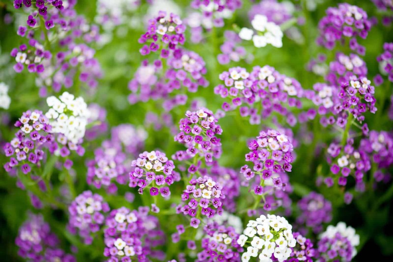 Protect Your Garden Roots from Summer Heat: Expert Tips for Thriving Plants