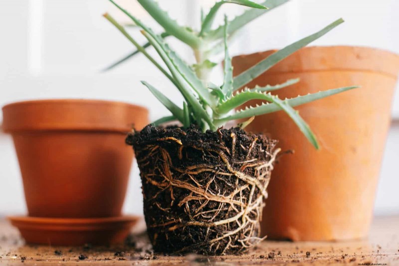 Protect Your Garden Roots from Summer Heat: Expert Tips for Thriving Plants