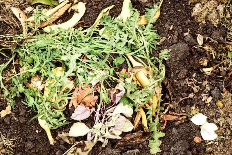 Protect Your Garden Roots from Summer Heat: Expert Tips for Thriving Plants