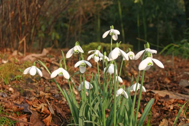 Protect Your Garden Roots from Summer Heat: Expert Tips for Thriving Plants