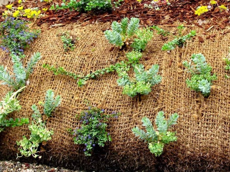 Protect Your Garden Roots from Summer Heat: Expert Tips for Thriving Plants