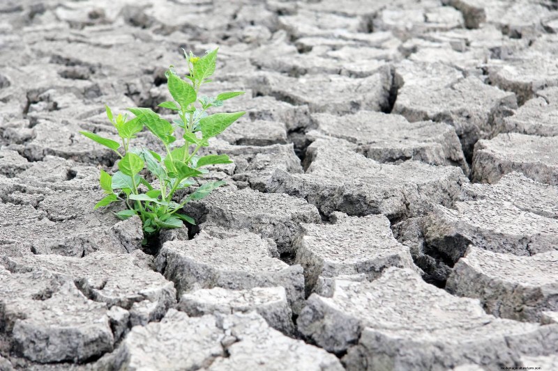 Protect Your Garden Roots from Summer Heat: Expert Tips for Thriving Plants