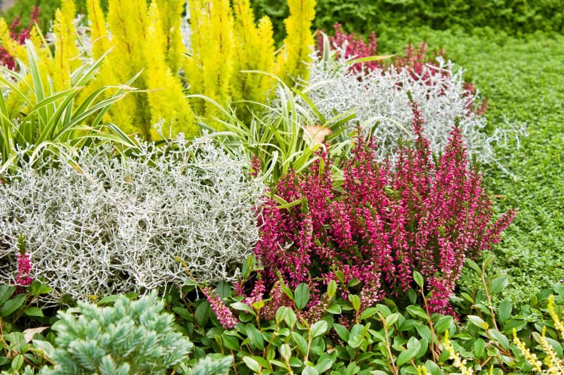 Protect Your Garden Roots from Summer Heat: Expert Tips for Thriving Plants