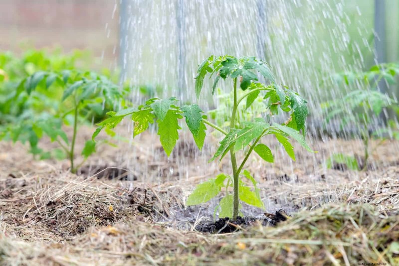 Protect Your Garden Roots from Summer Heat: Expert Tips for Thriving Plants